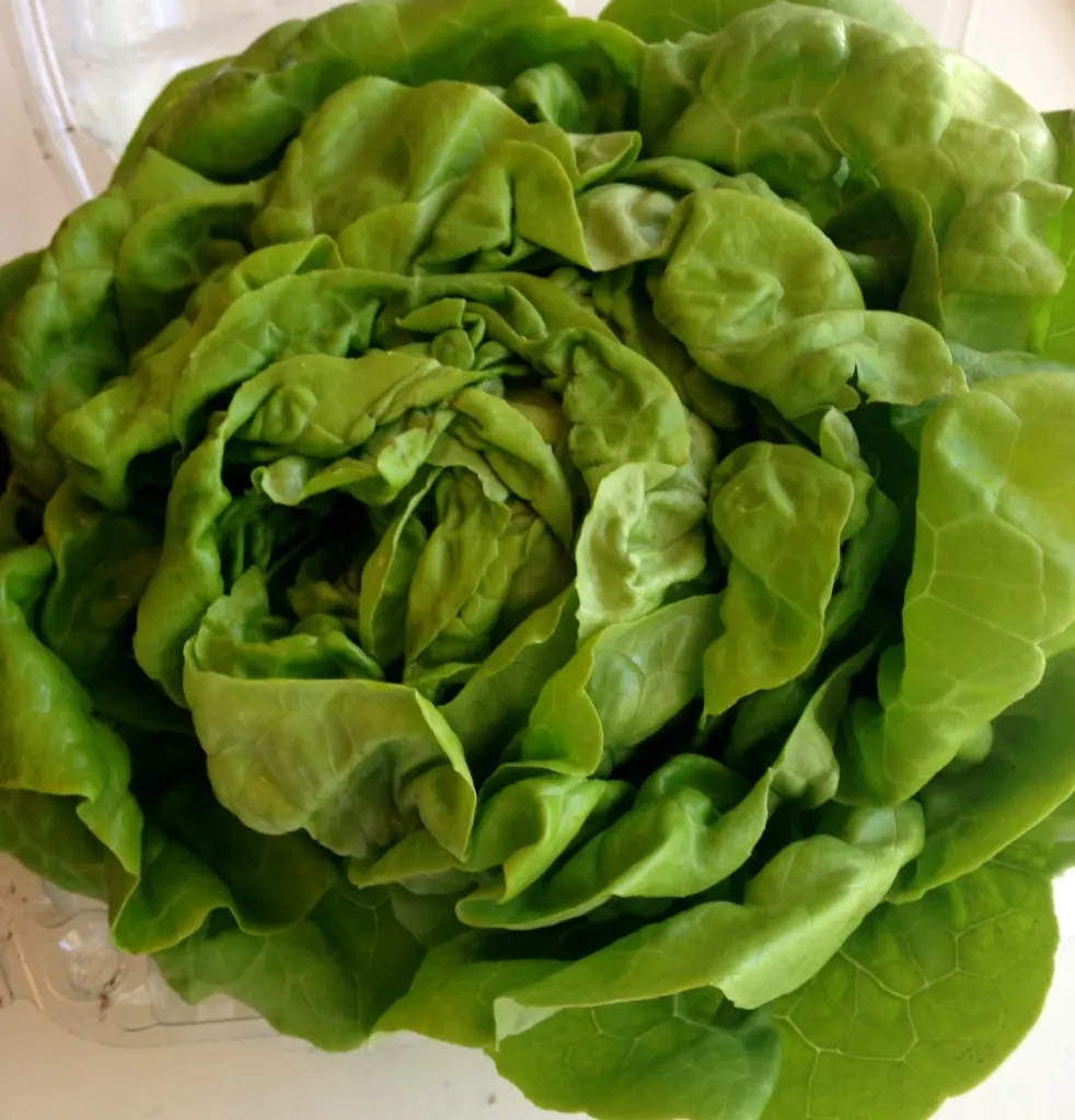 Freshly washed butter lettuce